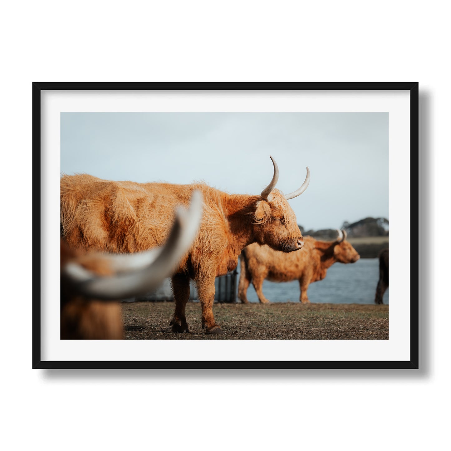 A Trio Of Highland Cows | Victoria