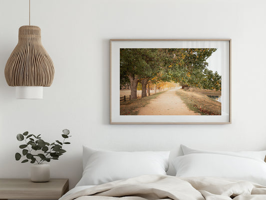 Autumn Canopy Pathway