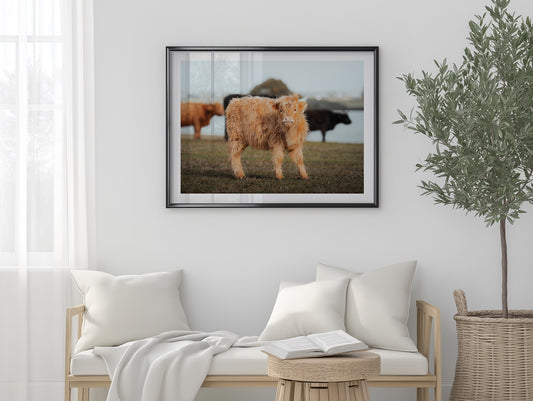 Baby Highland Cow - Victoria - Wall Art