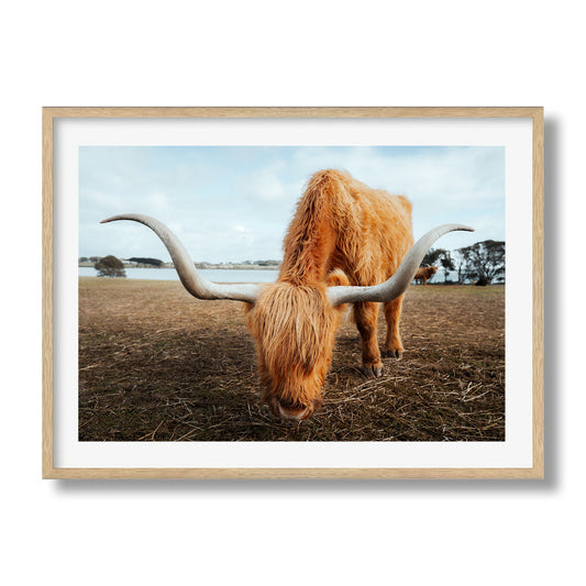 The Grazing Highland Cow