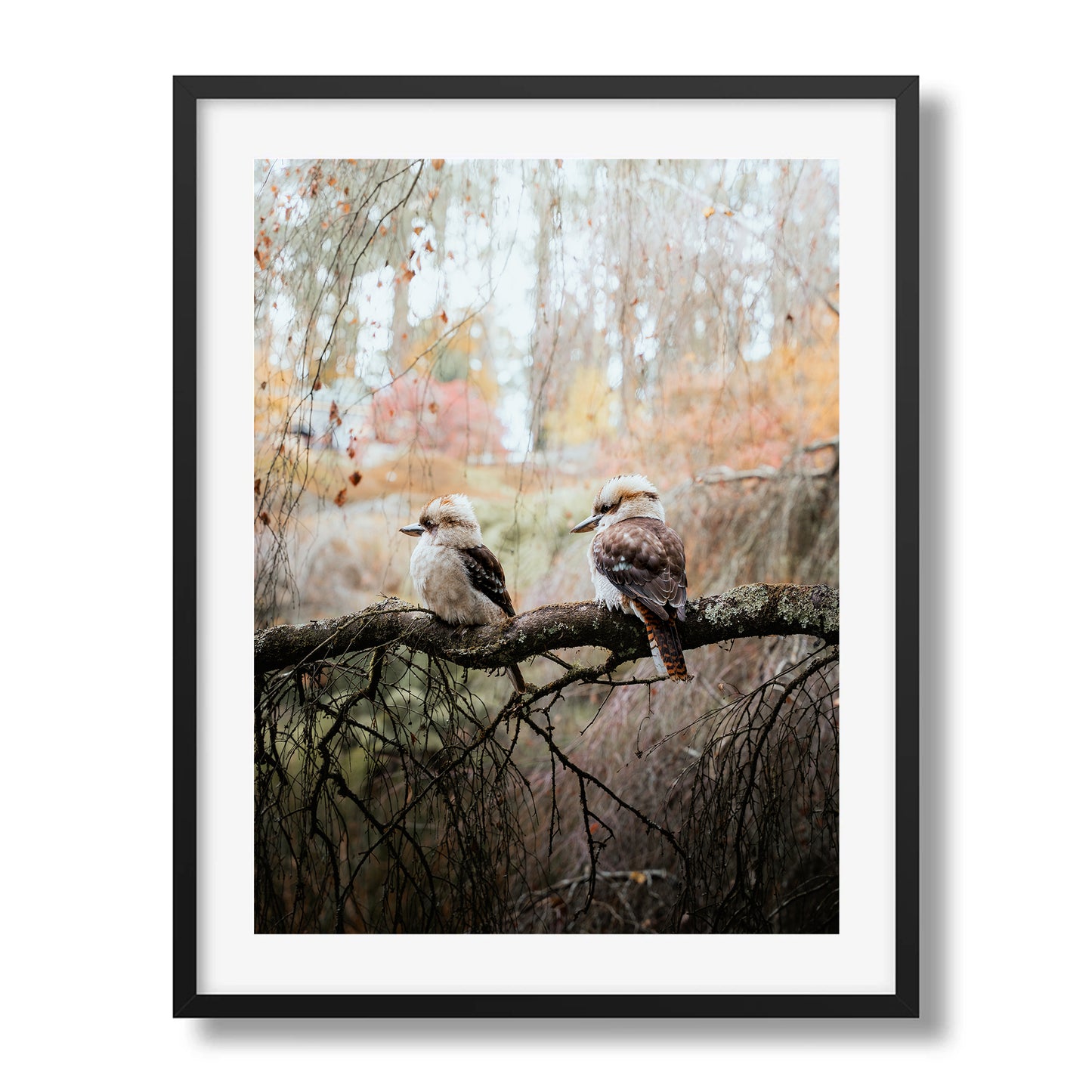 The Perched Kookaburras | Olinda
