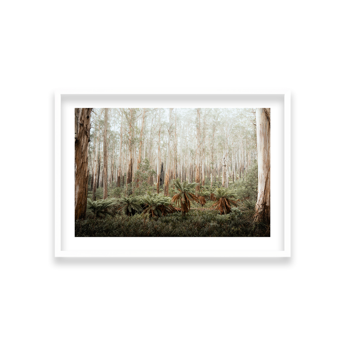 Fern Valley - Marysville — Medium, Matte White, Classic Frame