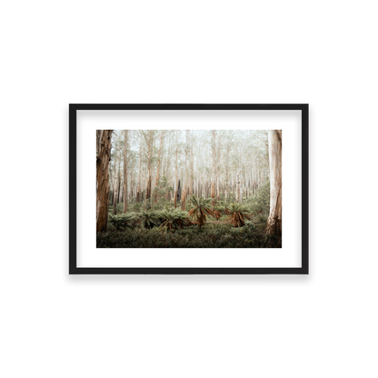 Fern Valley - Marysville — Small, Matte Black, Classic Frame