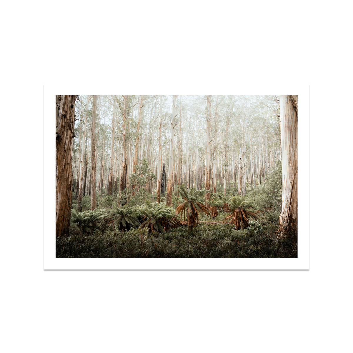 Fern Valley - Marysville — Feature, No Frame, Print Only