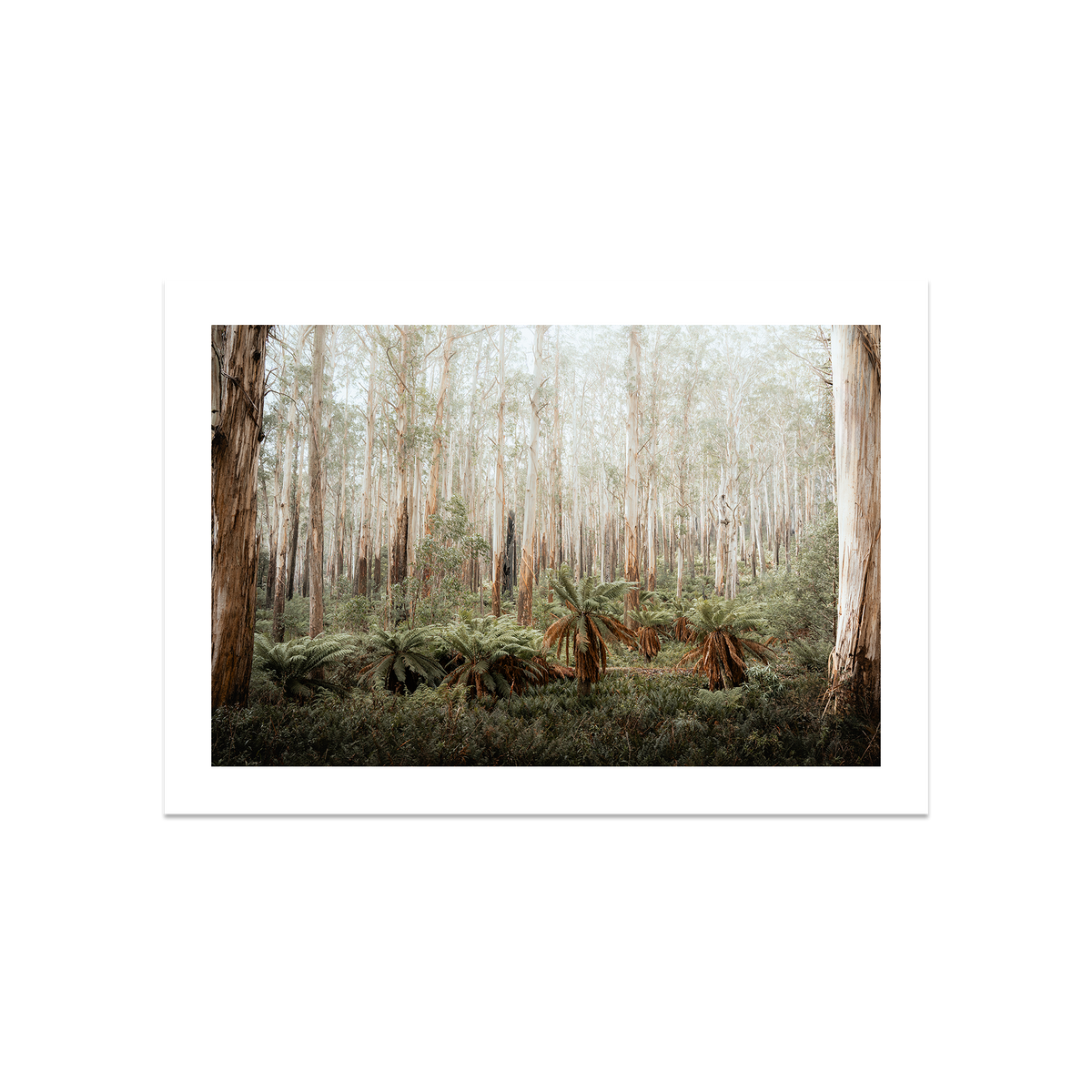 Fern Valley - Marysville — Large, No Frame, Print Only
