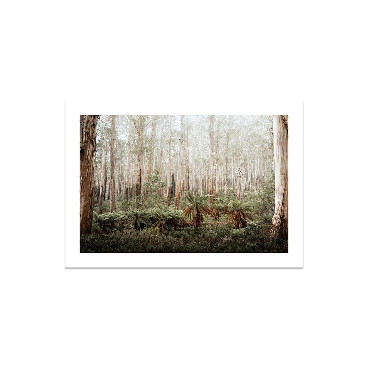 Fern Valley - Marysville — Medium, No Frame, Print Only