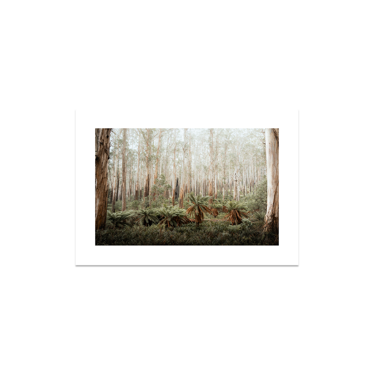 Fern Valley - Marysville — Small, No Frame, Print Only