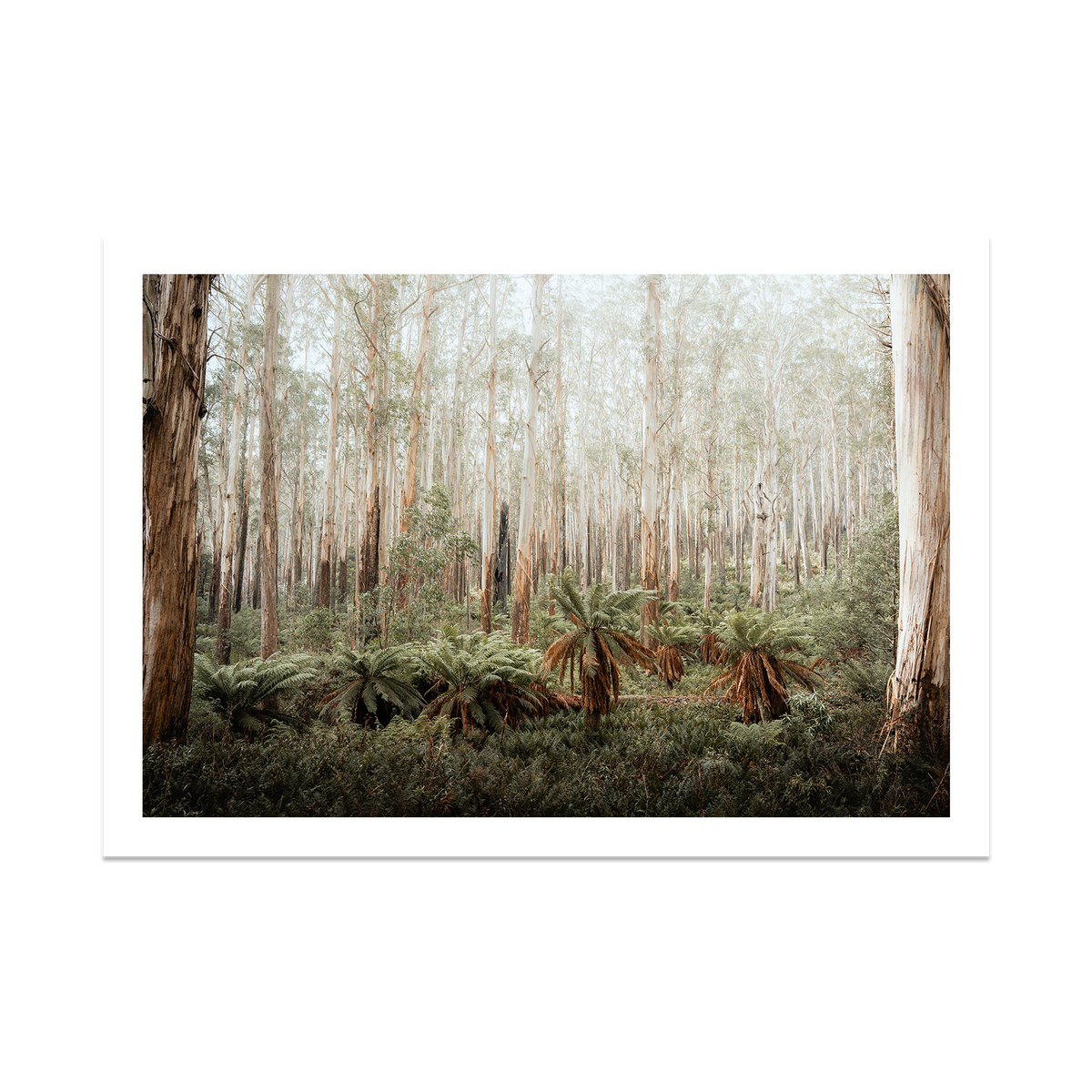 Fern Valley - Marysville — Statement, No Frame, Print Only