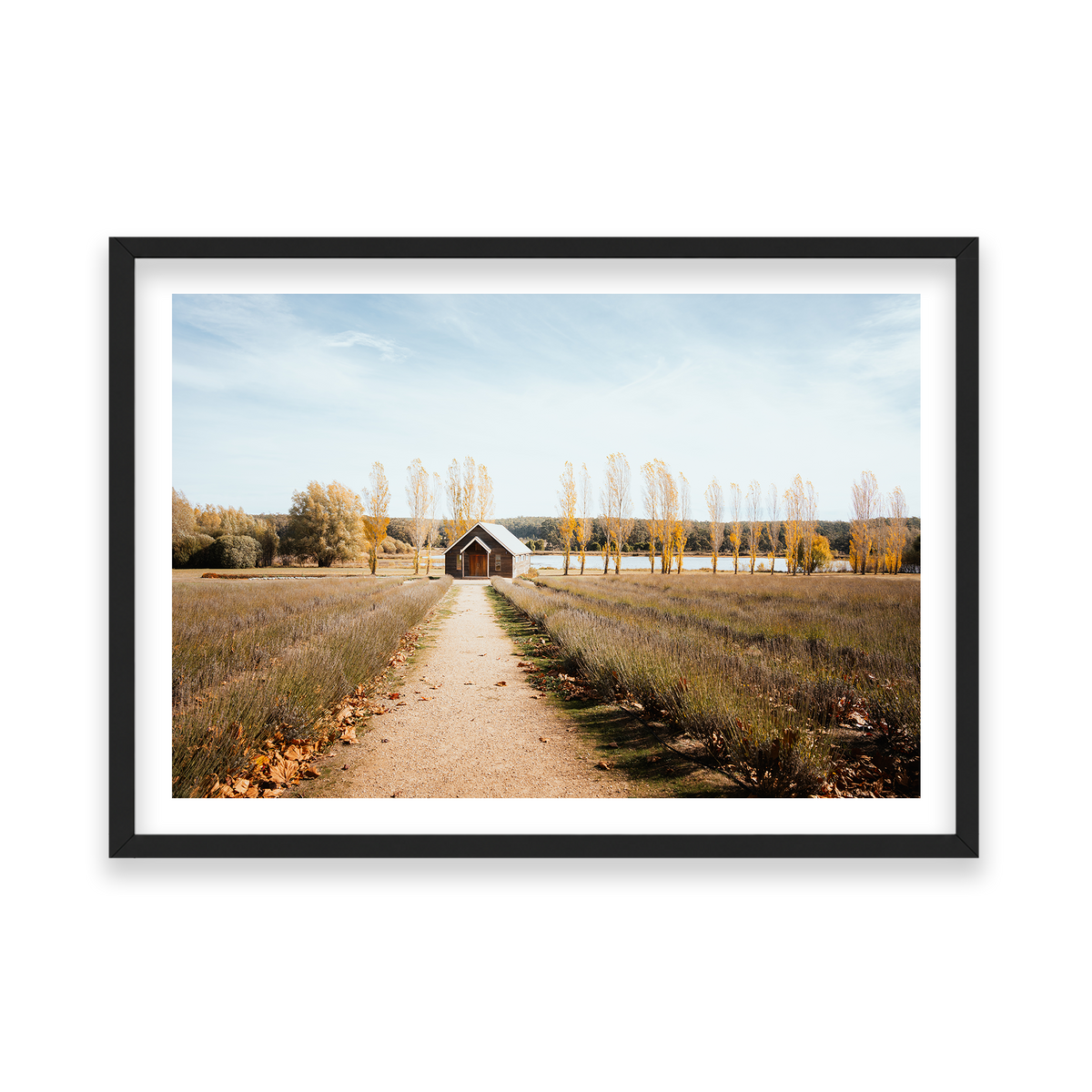 Sault Lavender Field - Daylesford — Feature, Matte Black, Classic Frame