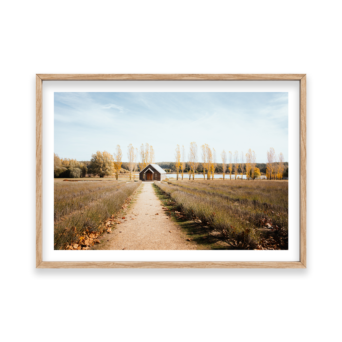 Sault Lavender Field - Daylesford — Feature, Natural Oak, Classic Frame