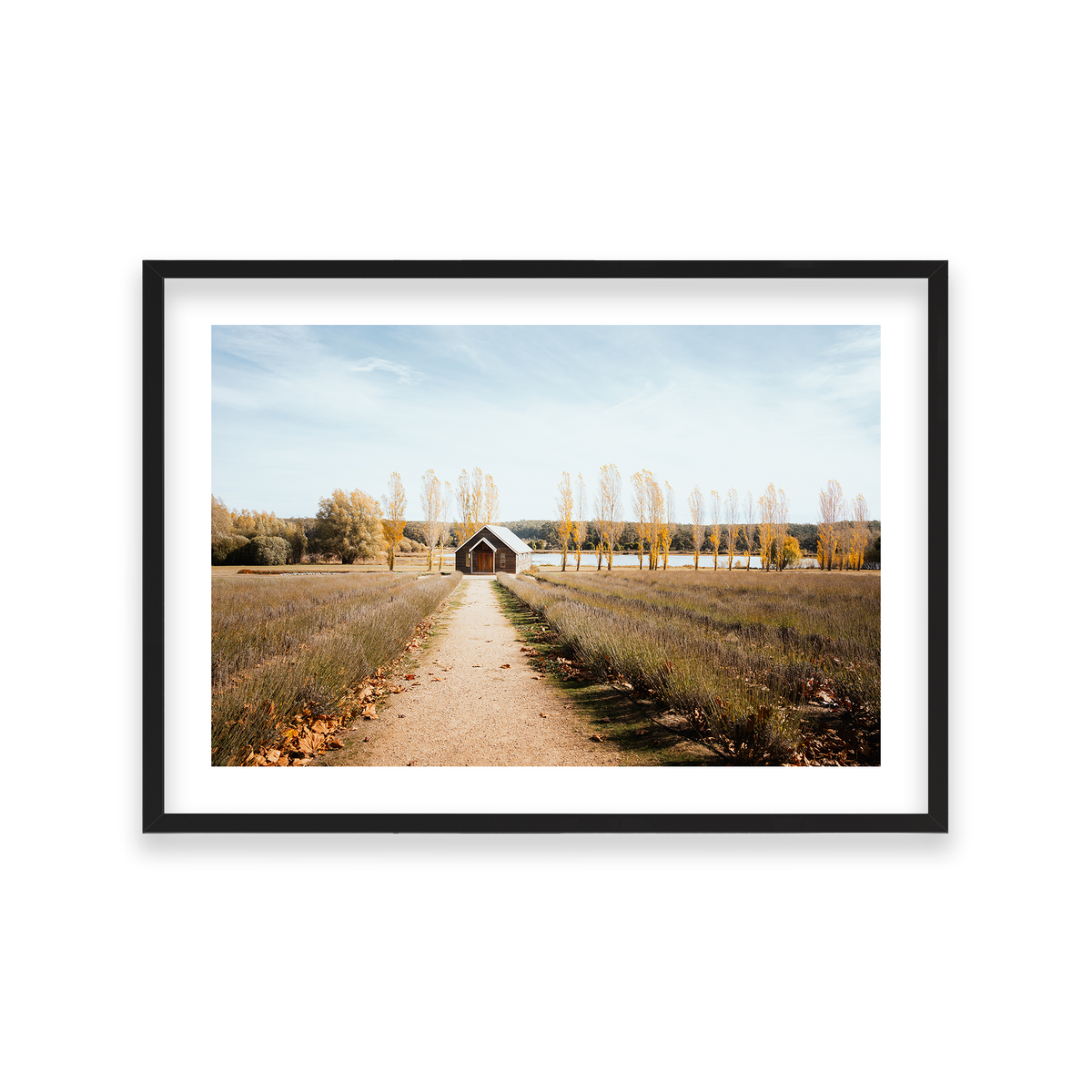 Sault Lavender Field - Daylesford — Large, Matte Black, Classic Frame