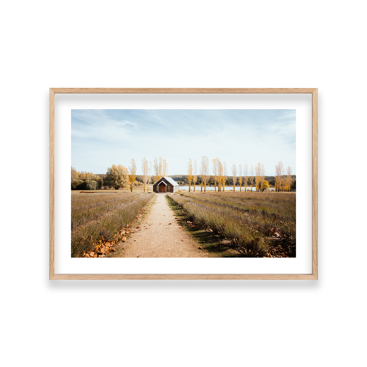 Sault Lavender Field - Daylesford — Large, Natural Oak, Classic Frame