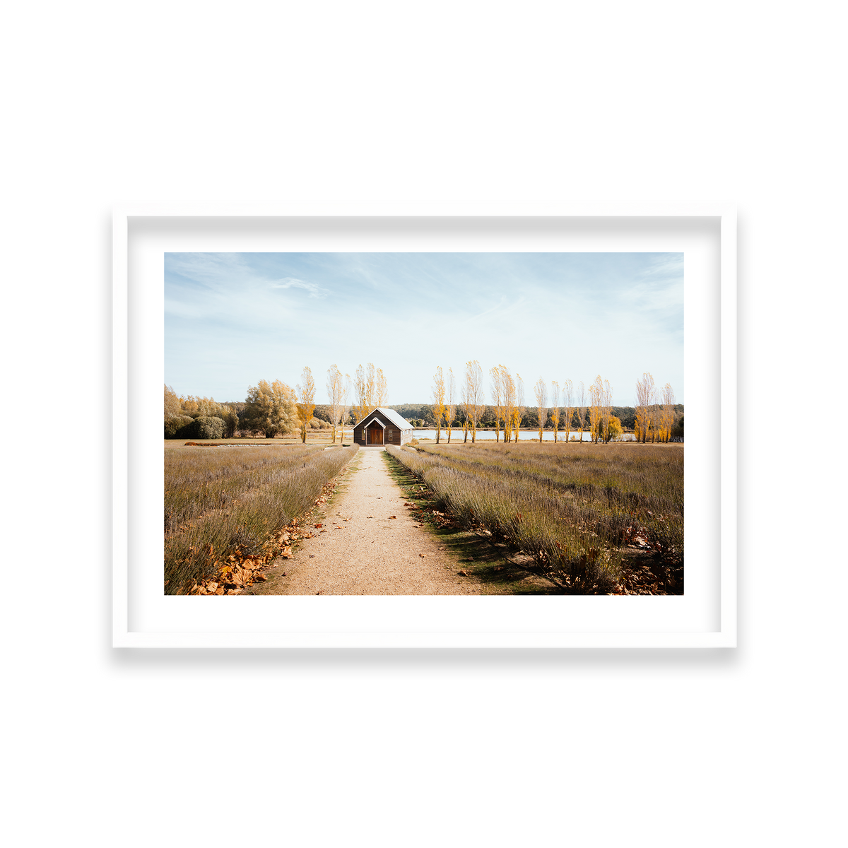 Sault Lavender Field - Daylesford — Large, Matte White, Classic Frame