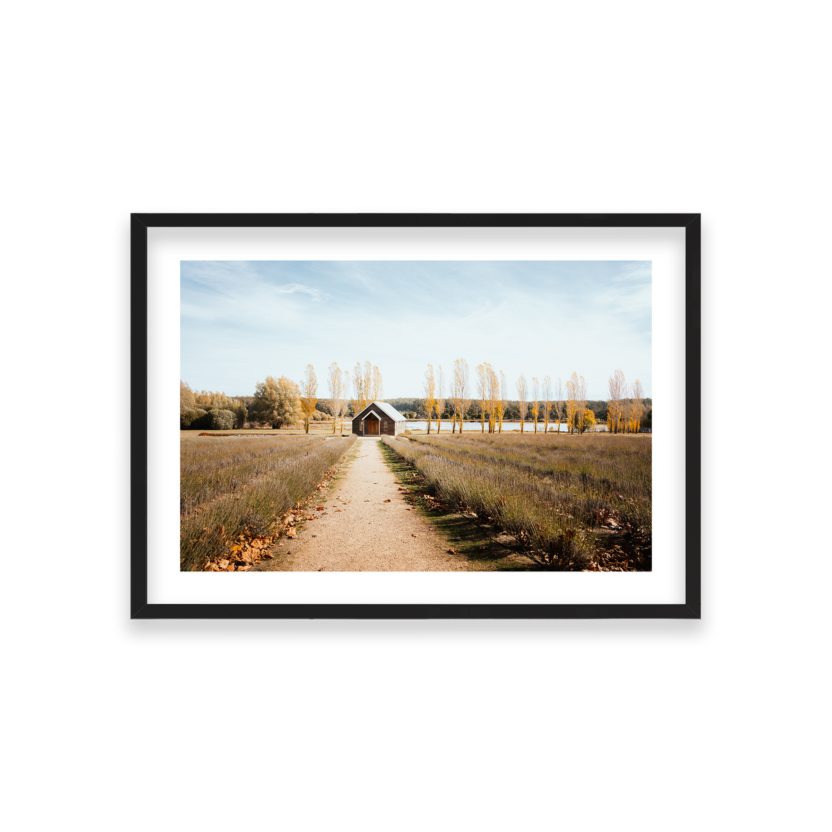 Sault Lavender Field - Daylesford — Medium, Matte Black, Classic Frame