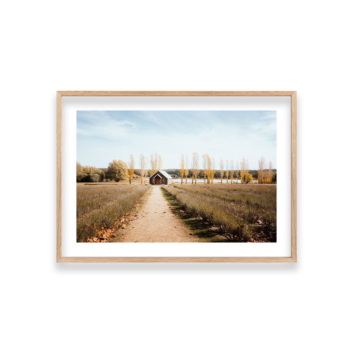 Sault Lavender Field - Daylesford — Medium, Natural Oak, Classic Frame