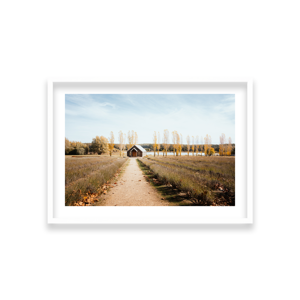 Sault Lavender Field - Daylesford — Medium, Matte White, Classic Frame