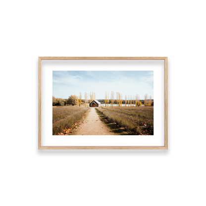Sault Lavender Field - Daylesford — Small, Natural Oak, Classic Frame