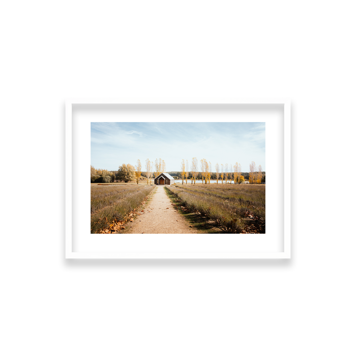 Sault Lavender Field - Daylesford — Small, Matte White, Classic Frame