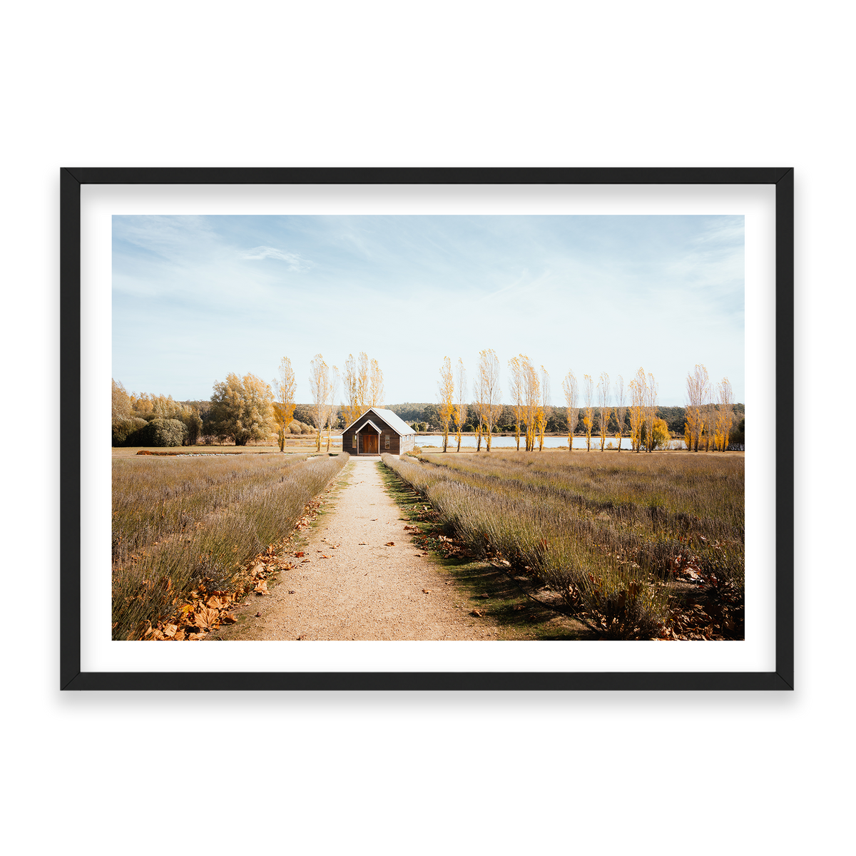 Sault Lavender Field - Daylesford — Statement, Matte Black, Classic Frame