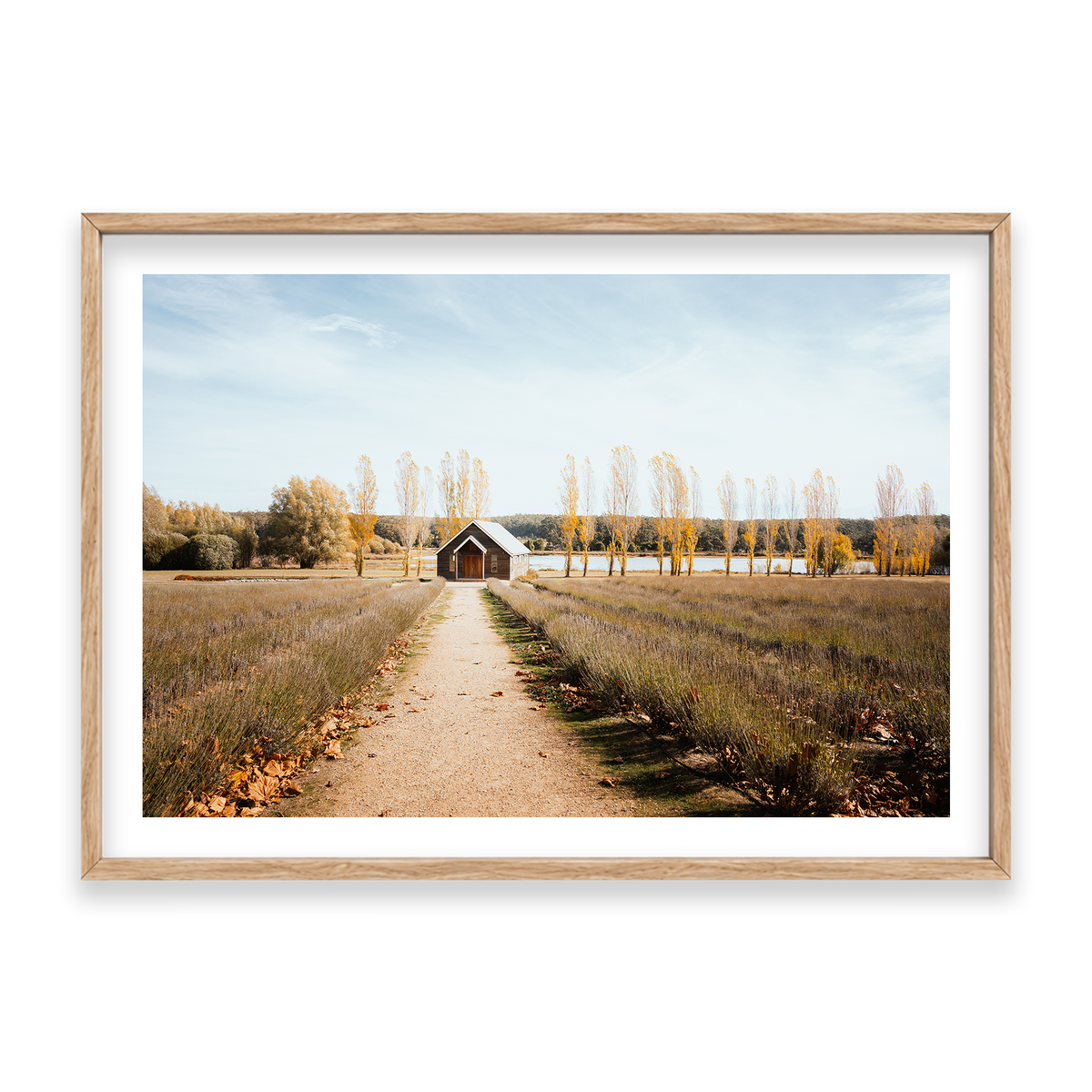 Sault Lavender Field - Daylesford — Statement, Natural Oak, Classic Frame