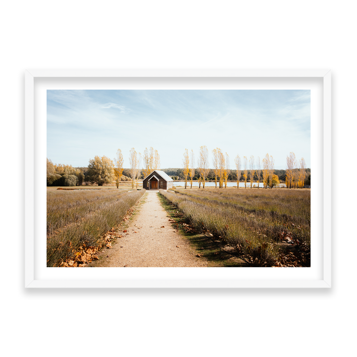 Sault Lavender Field - Daylesford — Statement, Matte White, Classic Frame