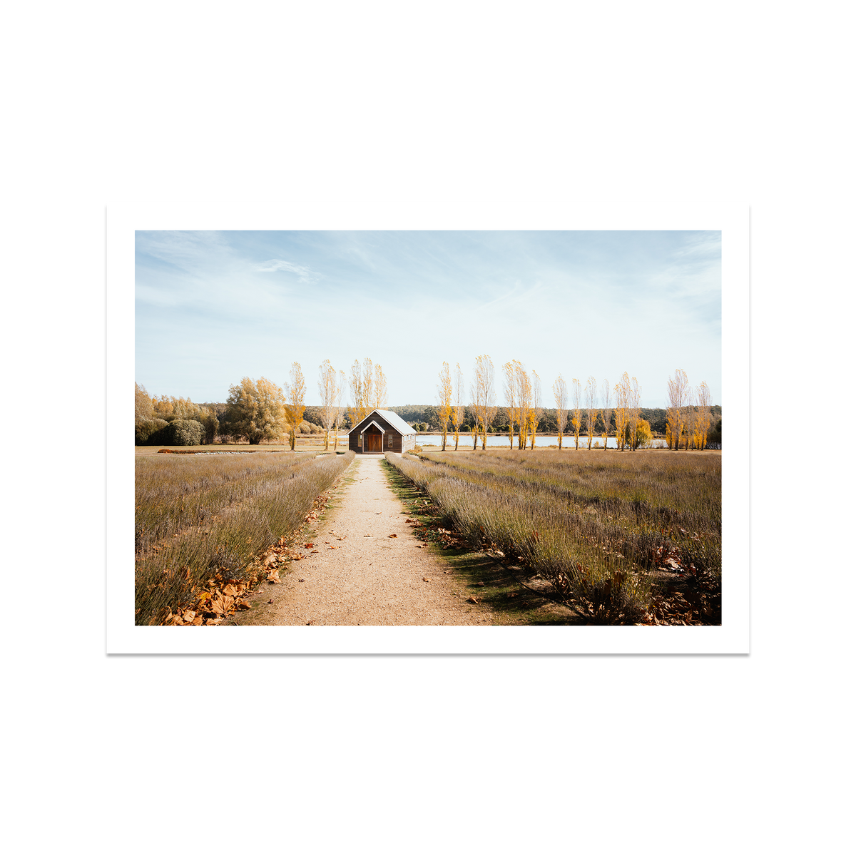 Sault Lavender Field - Daylesford — Feature, No Frame, Print Only
