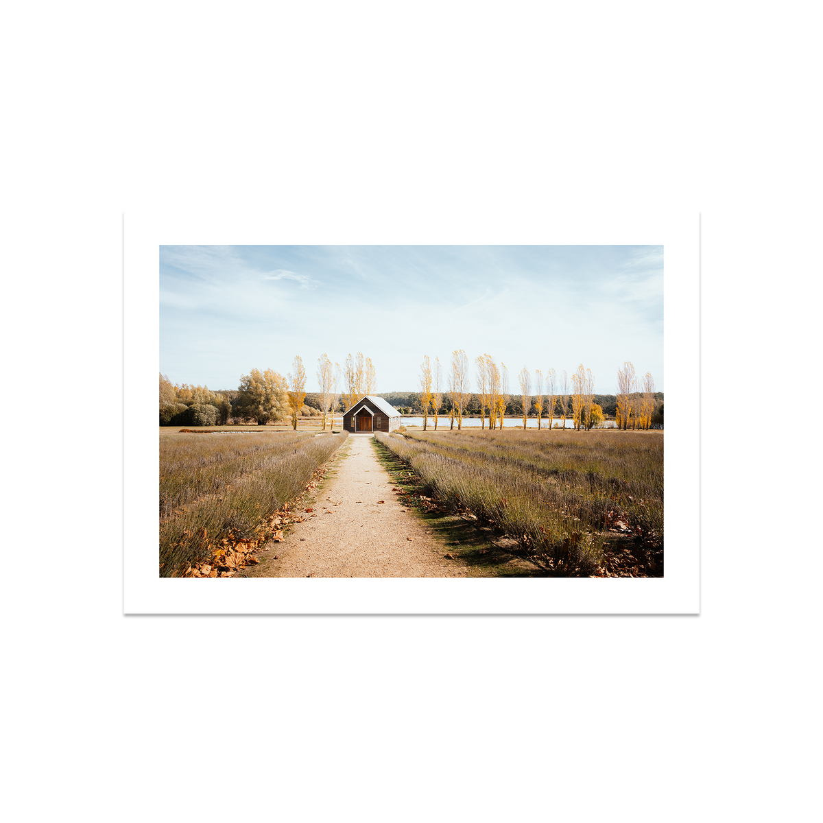 Sault Lavender Field - Daylesford — Large, No Frame, Print Only