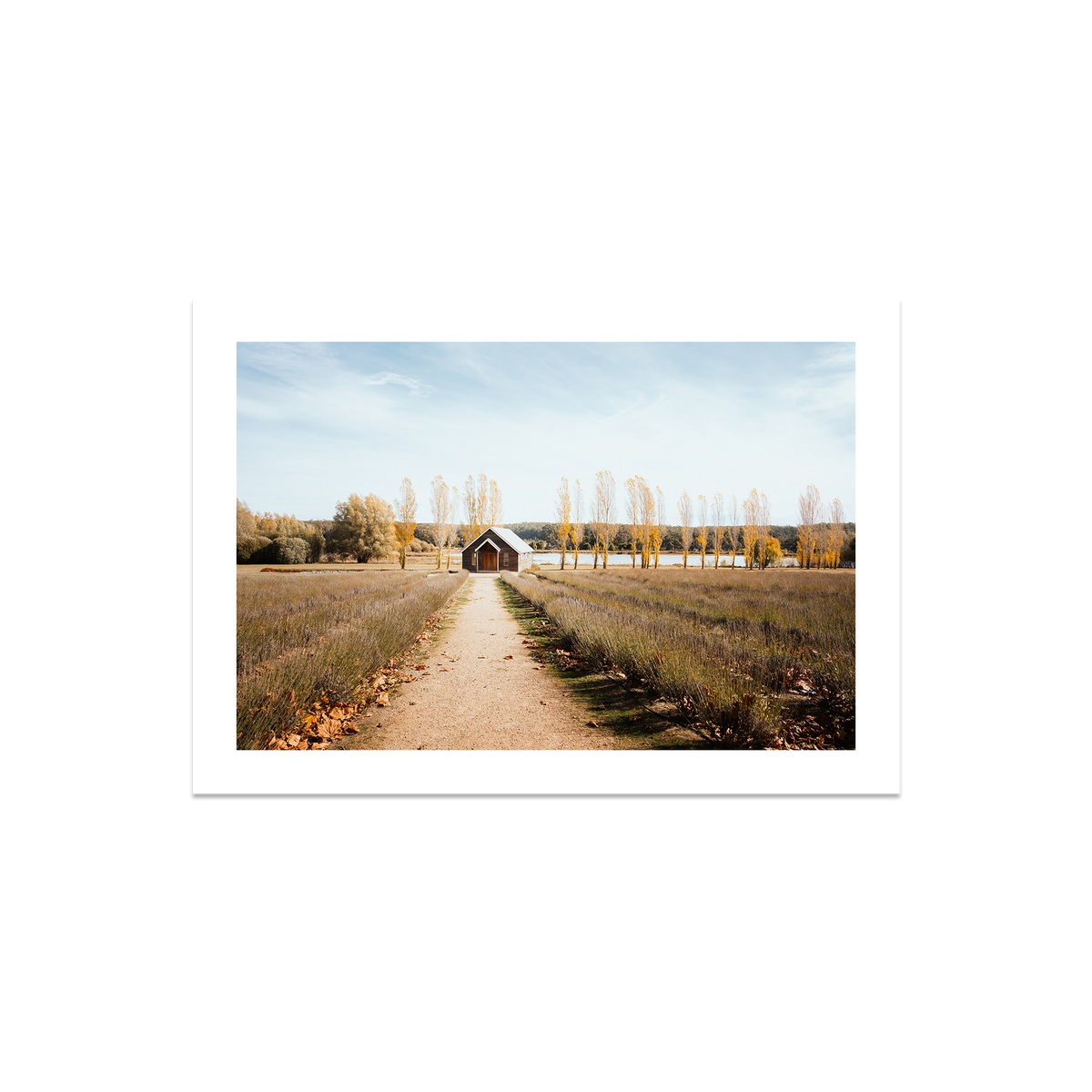 Sault Lavender Field - Daylesford — Medium, No Frame, Print Only