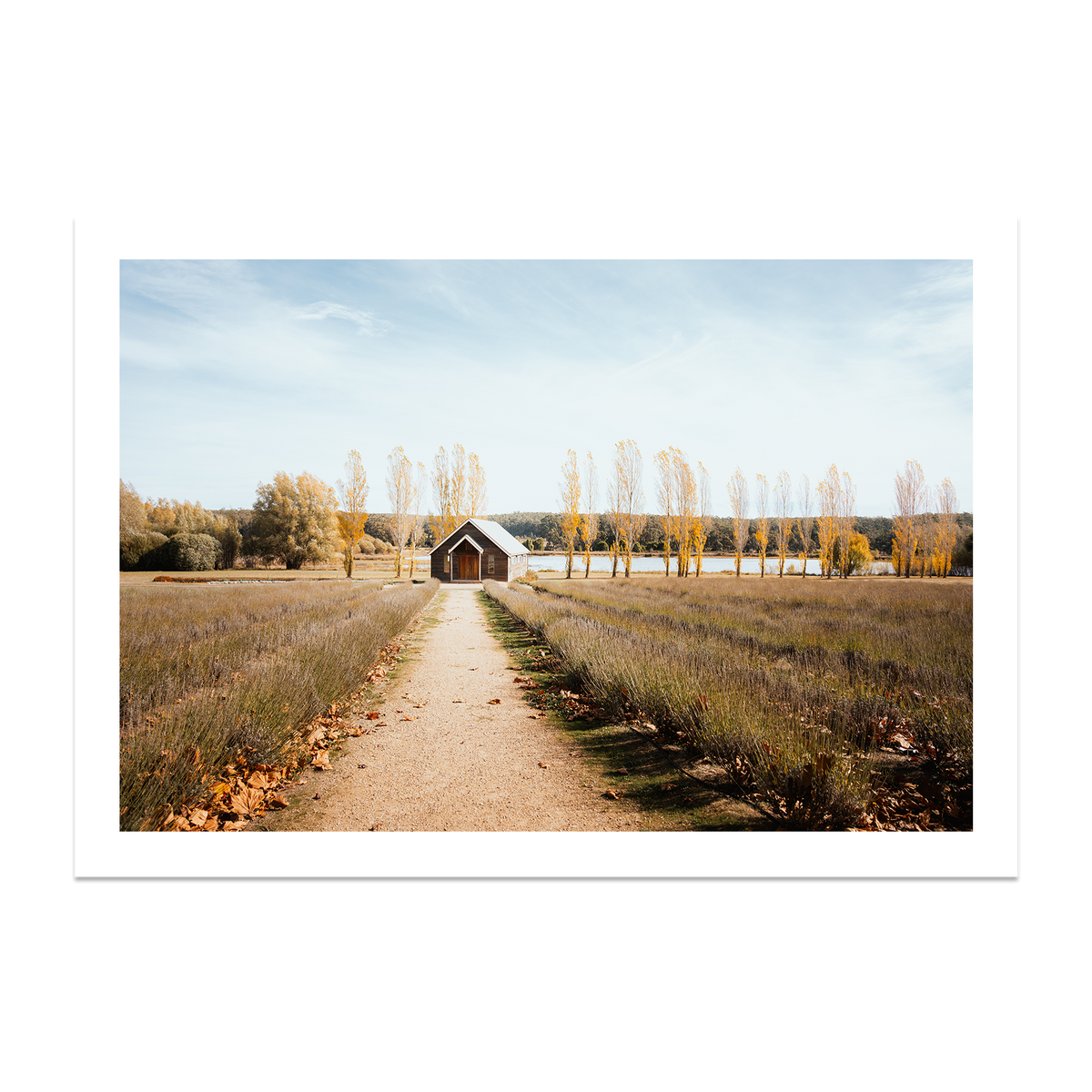 Sault Lavender Field - Daylesford — Monument, No Frame, Print Only