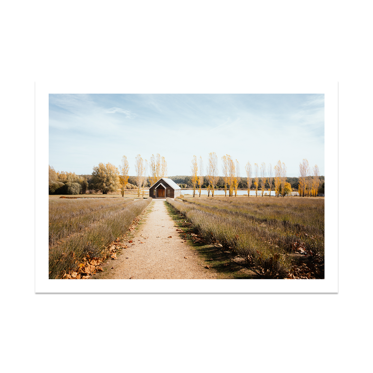 Sault Lavender Field - Daylesford — Statement, No Frame, Print Only