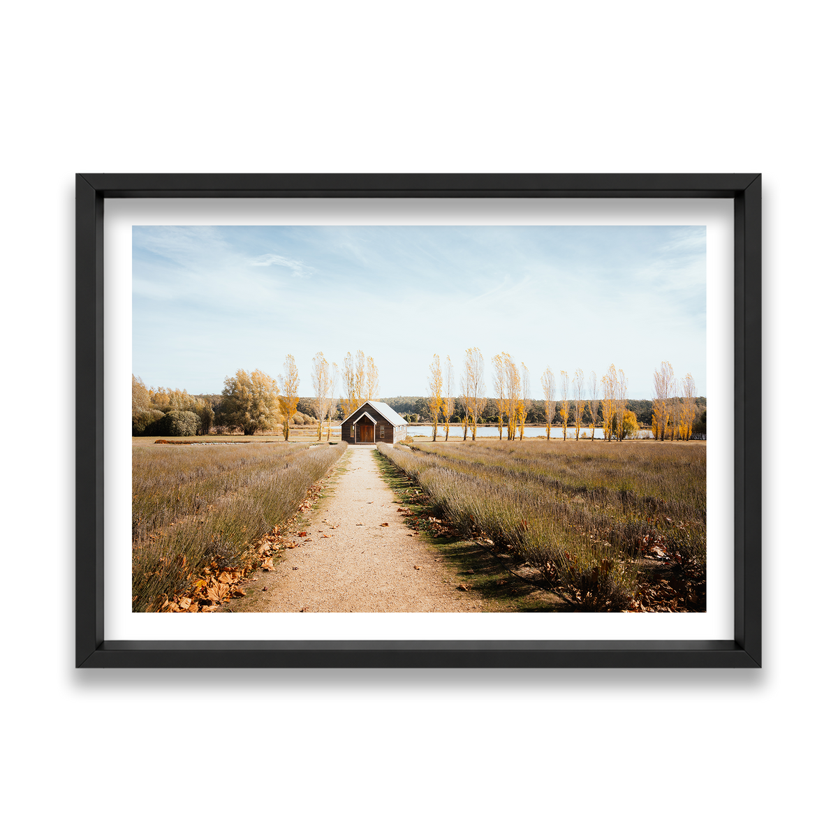 Sault Lavender Field - Daylesford — Feature, Matte Black, Shadow Box