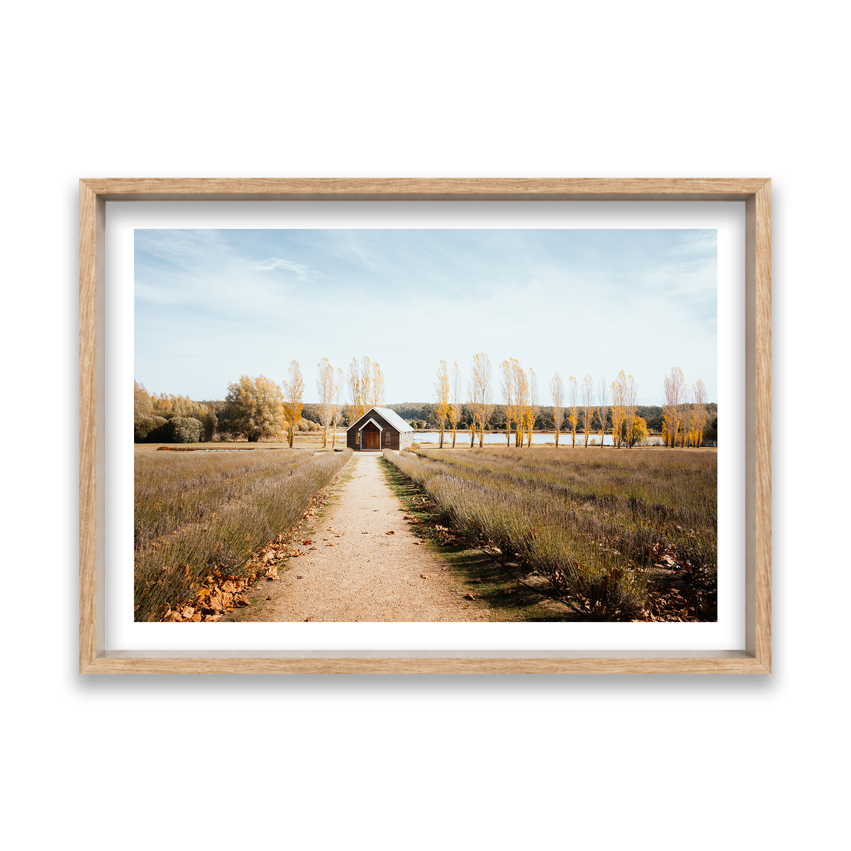 Sault Lavender Field - Daylesford — Feature, Natural Oak, Shadow Box