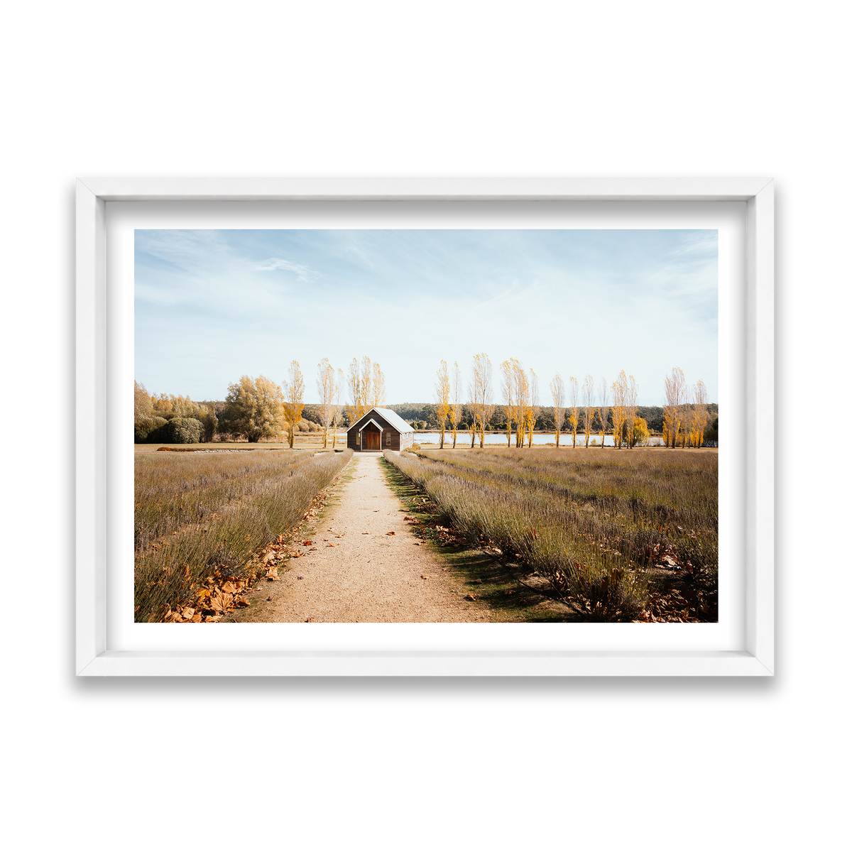 Sault Lavender Field - Daylesford — Feature, Matte White, Shadow Box