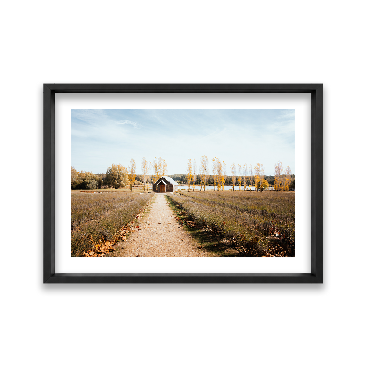 Sault Lavender Field - Daylesford — Large, Matte Black, Shadow Box