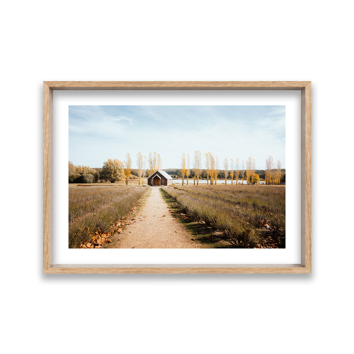 Sault Lavender Field - Daylesford — Large, Natural Oak, Shadow Box