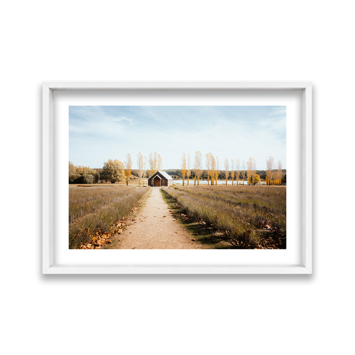 Sault Lavender Field - Daylesford — Large, Matte White, Shadow Box