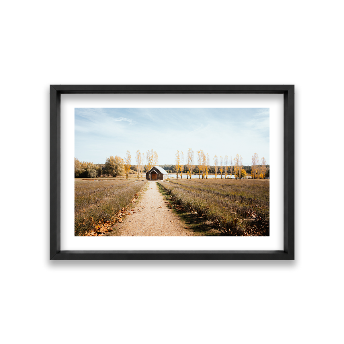 Sault Lavender Field - Daylesford — Medium, Matte Black, Shadow Box