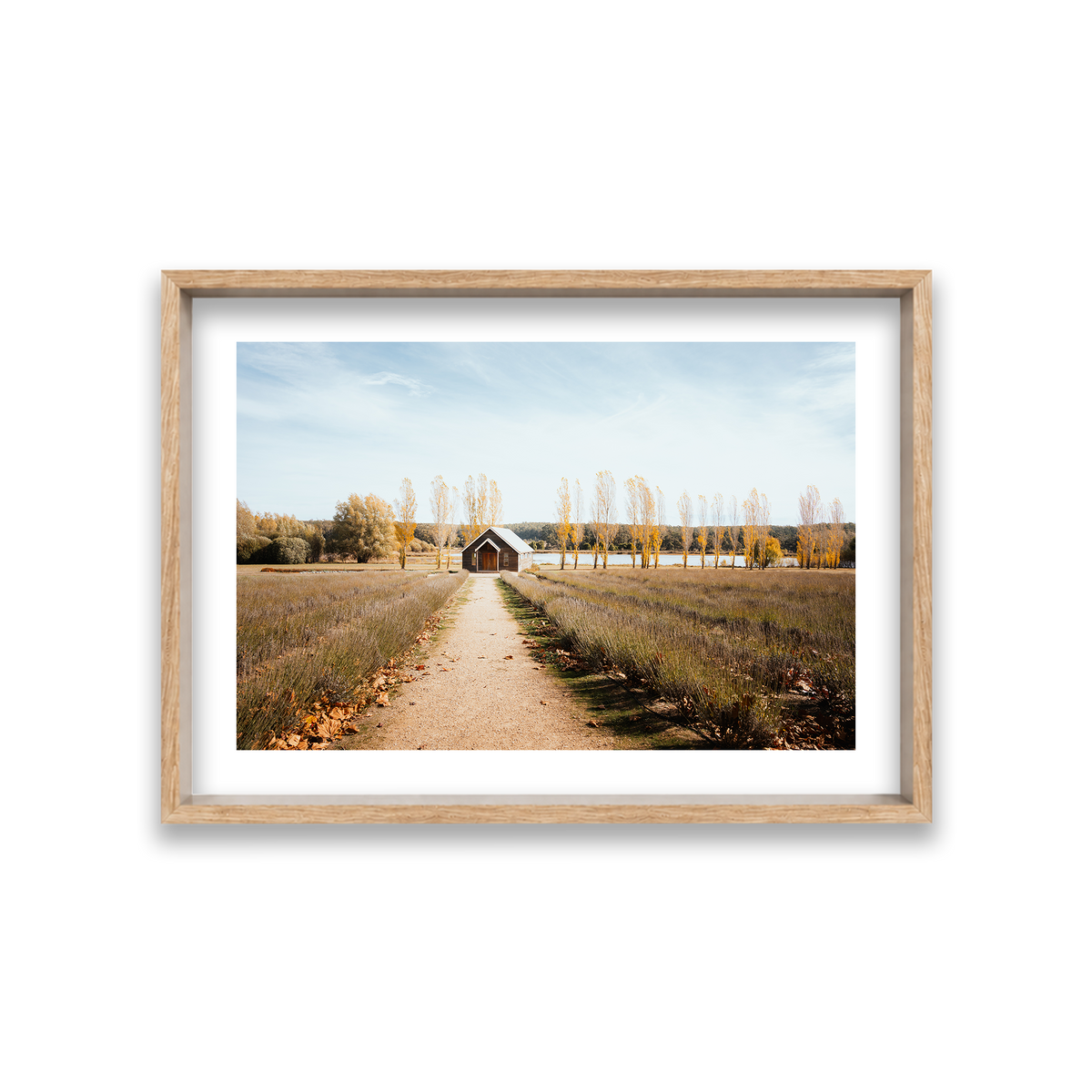 Sault Lavender Field - Daylesford — Medium, Natural Oak, Shadow Box