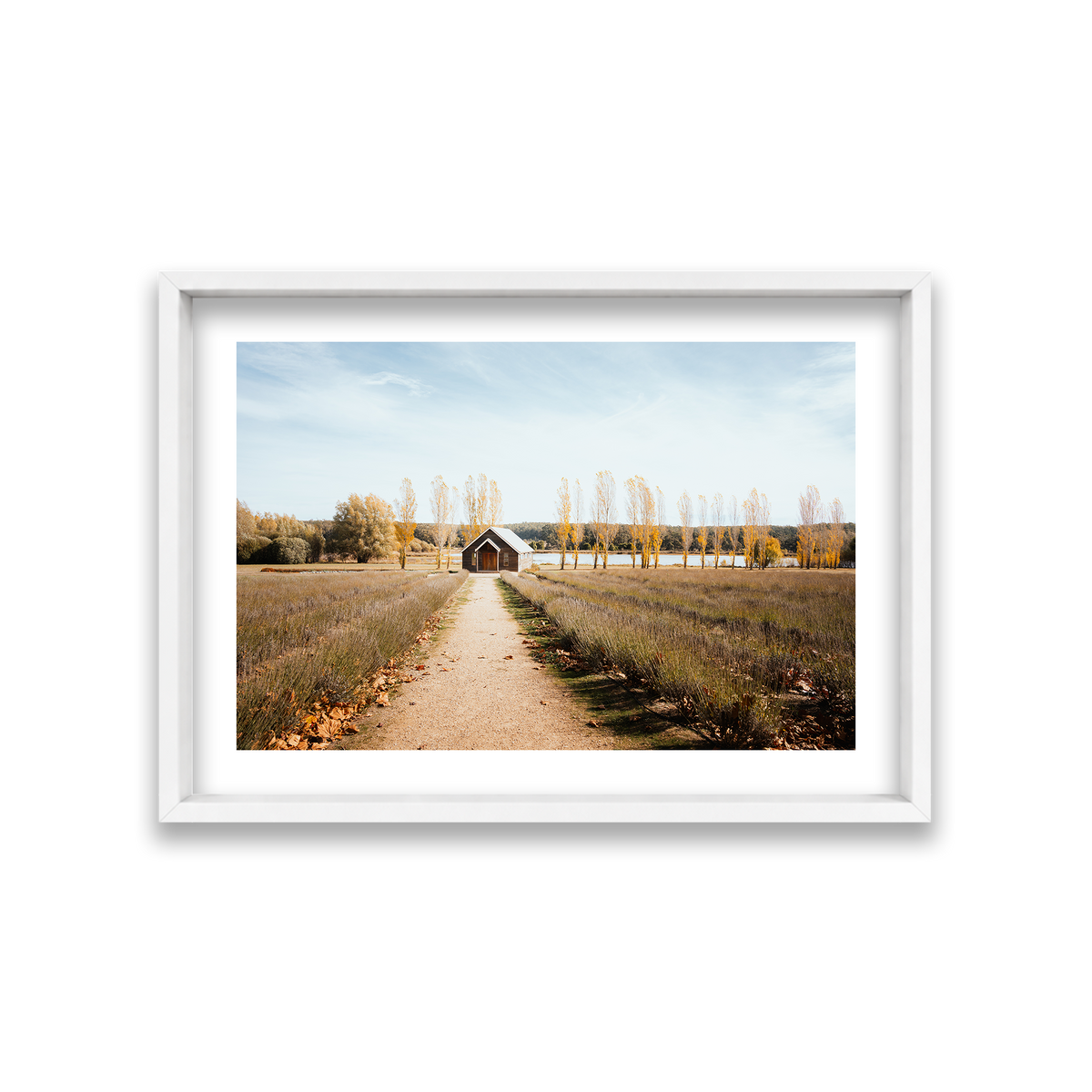 Sault Lavender Field - Daylesford — Medium, Matte White, Shadow Box