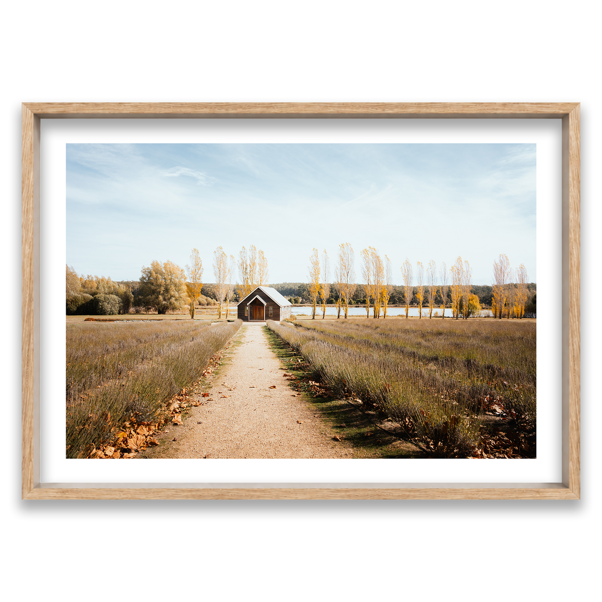 Sault Lavender Field - Daylesford — Monument, Natural Oak, Shadow Box