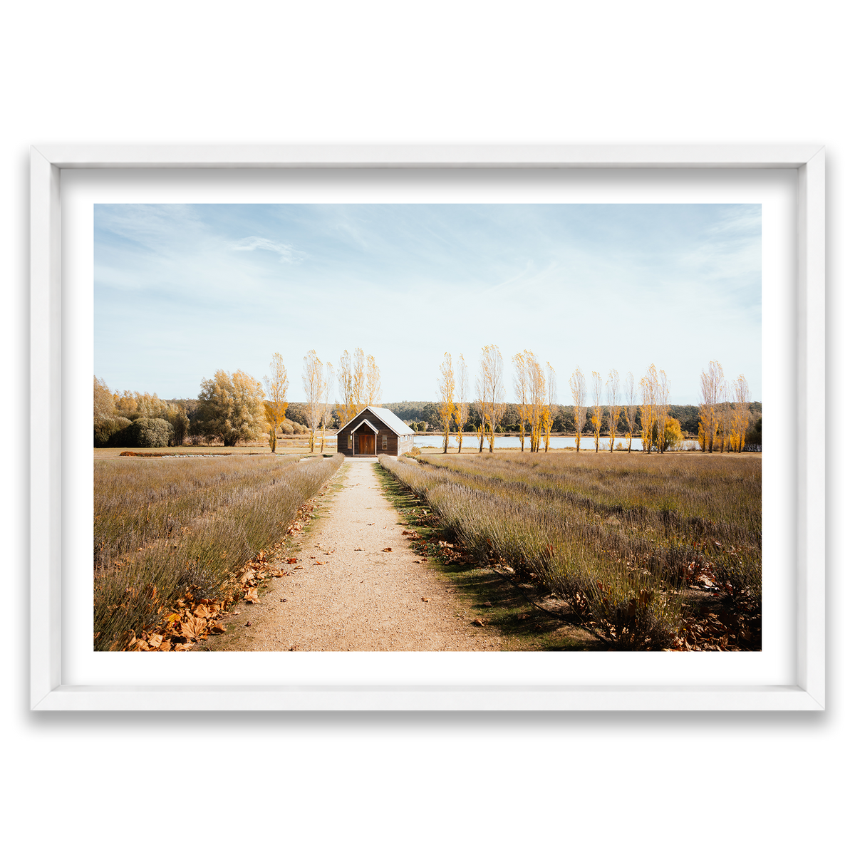 Sault Lavender Field - Daylesford — Monument, Matte White, Shadow Box