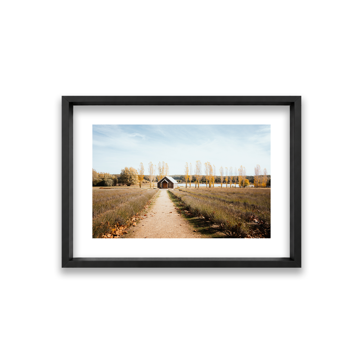 Sault Lavender Field - Daylesford — Small, Matte Black, Shadow Box
