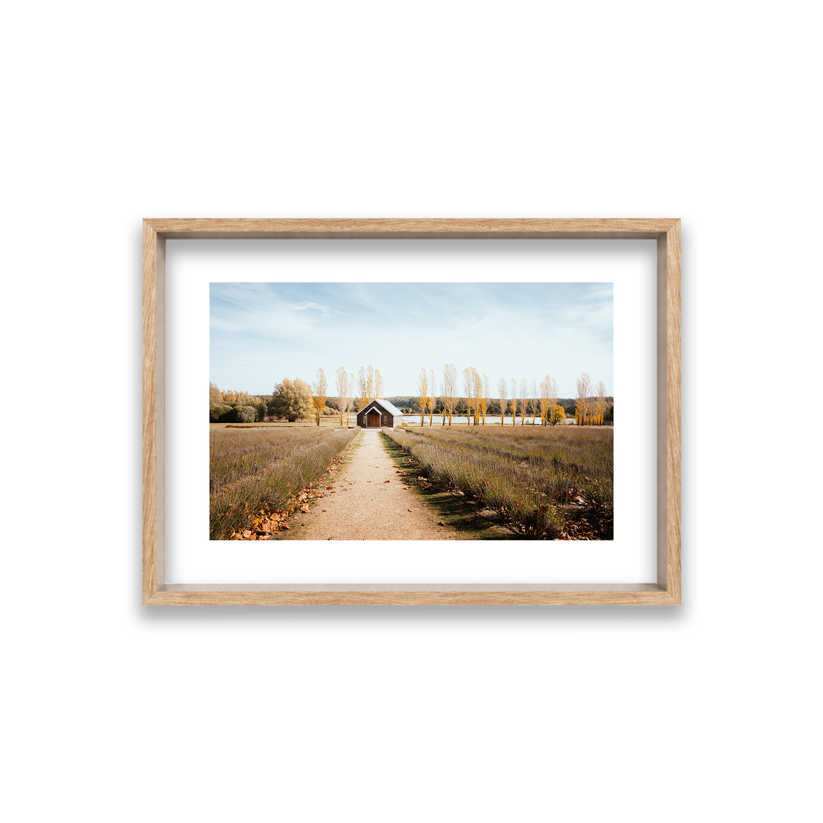 Sault Lavender Field - Daylesford — Small, Natural Oak, Shadow Box