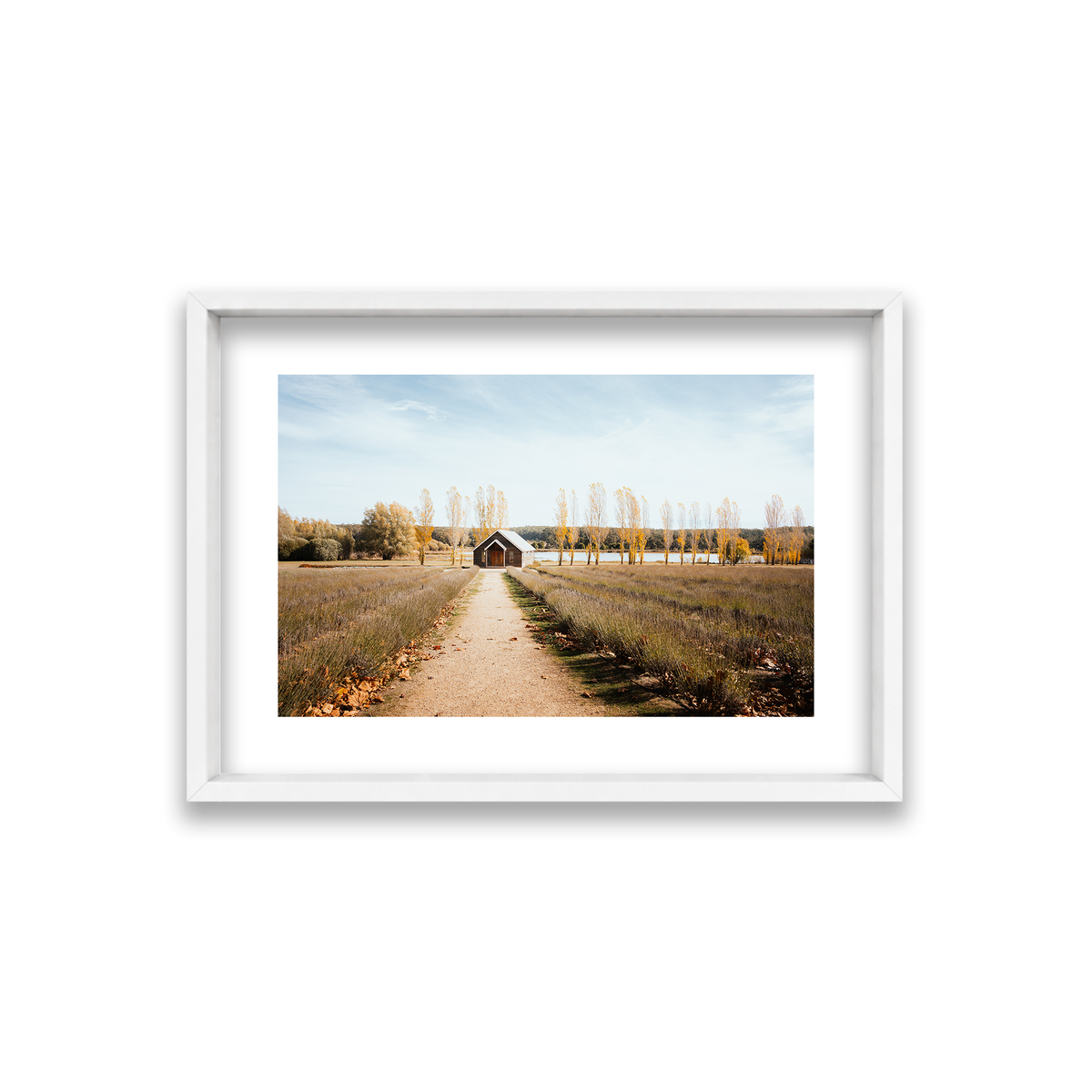 Sault Lavender Field - Daylesford — Small, Matte White, Shadow Box