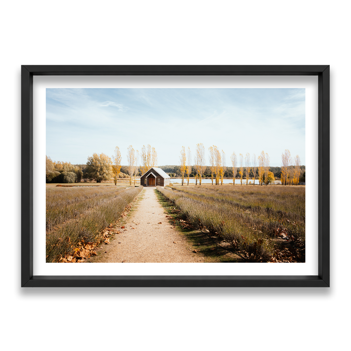 Sault Lavender Field - Daylesford — Statement, Matte Black, Shadow Box