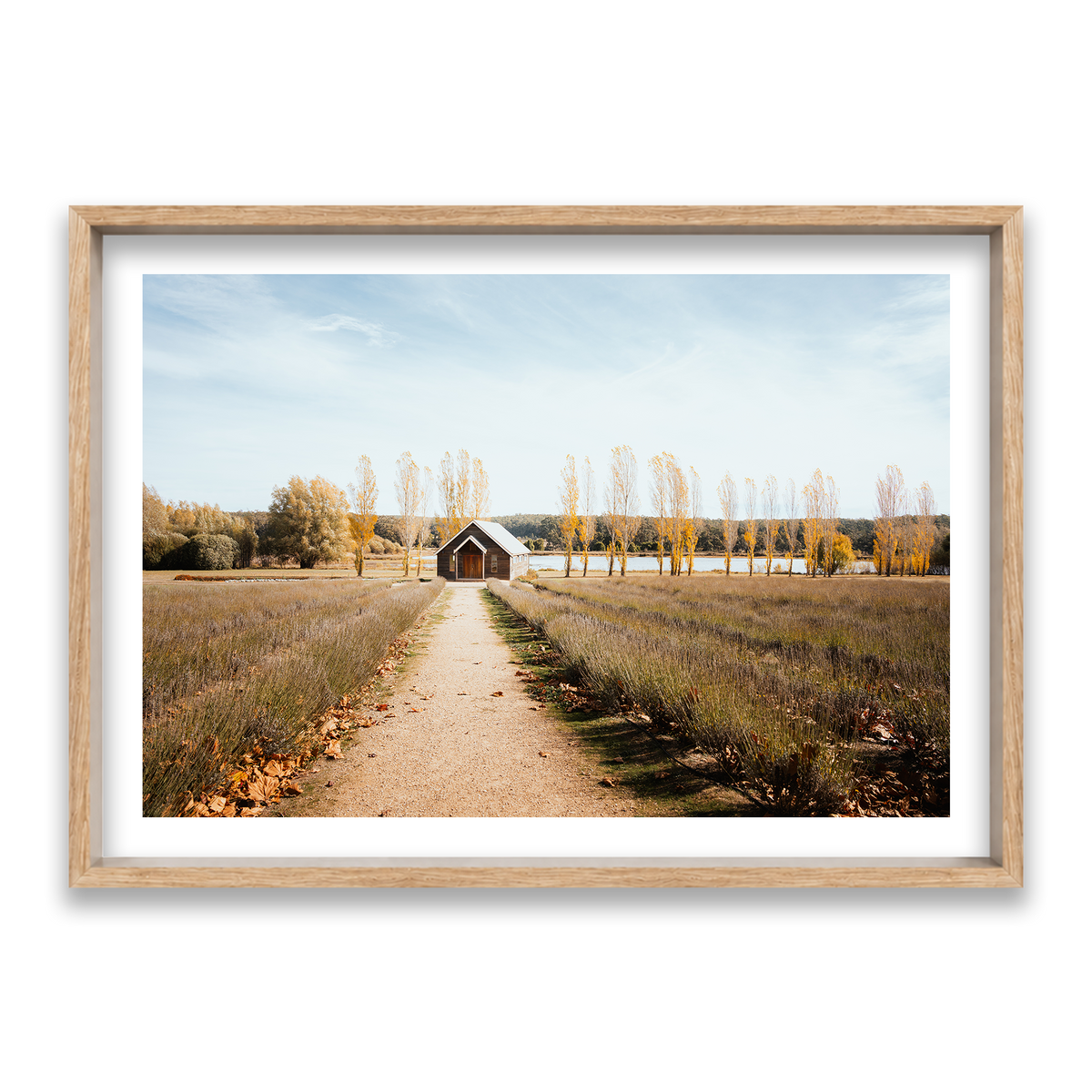 Sault Lavender Field - Daylesford — Statement, Natural Oak, Shadow Box