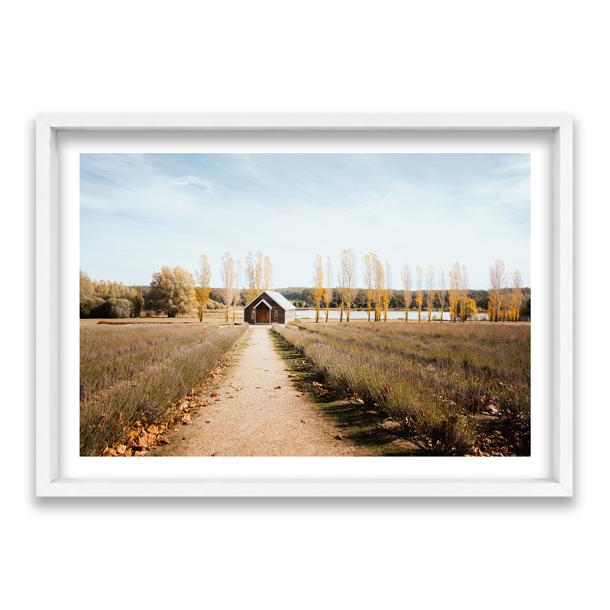 Sault Lavender Field - Daylesford — Statement, Matte White, Shadow Box