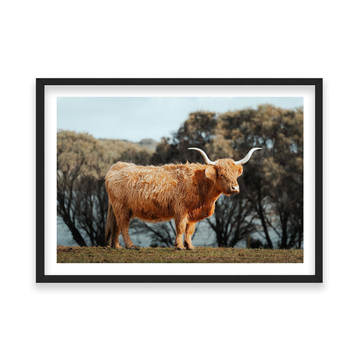 The Lone Highland Cow - Phillip Island — Feature, Matte Black, Classic Frame