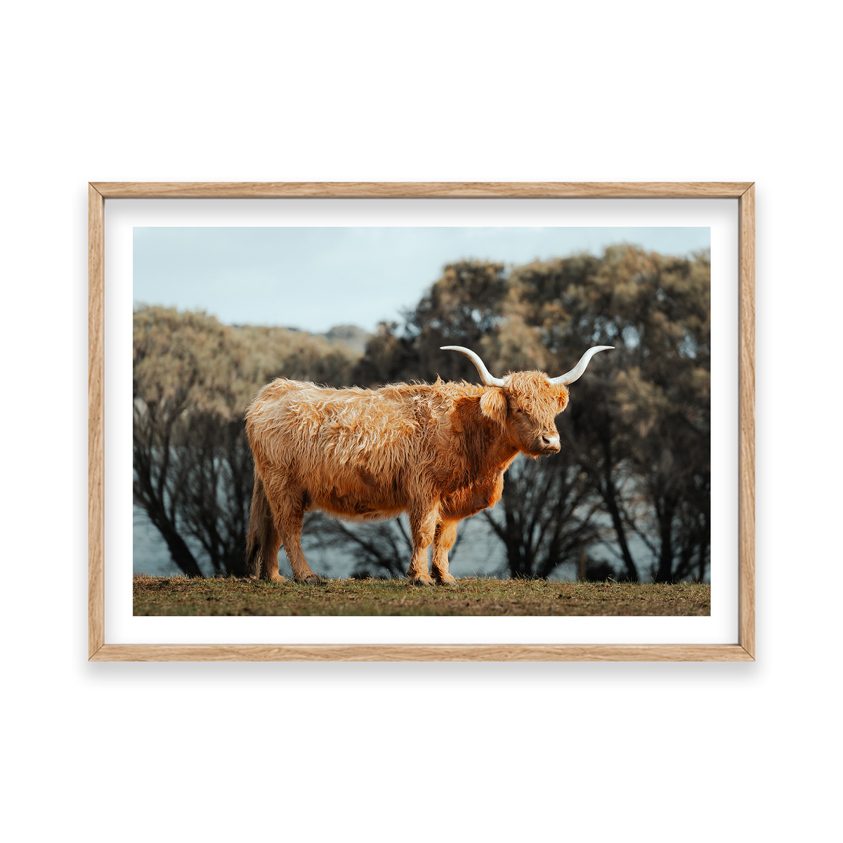 The Lone Highland Cow - Phillip Island — Feature, Natural Oak, Classic Frame