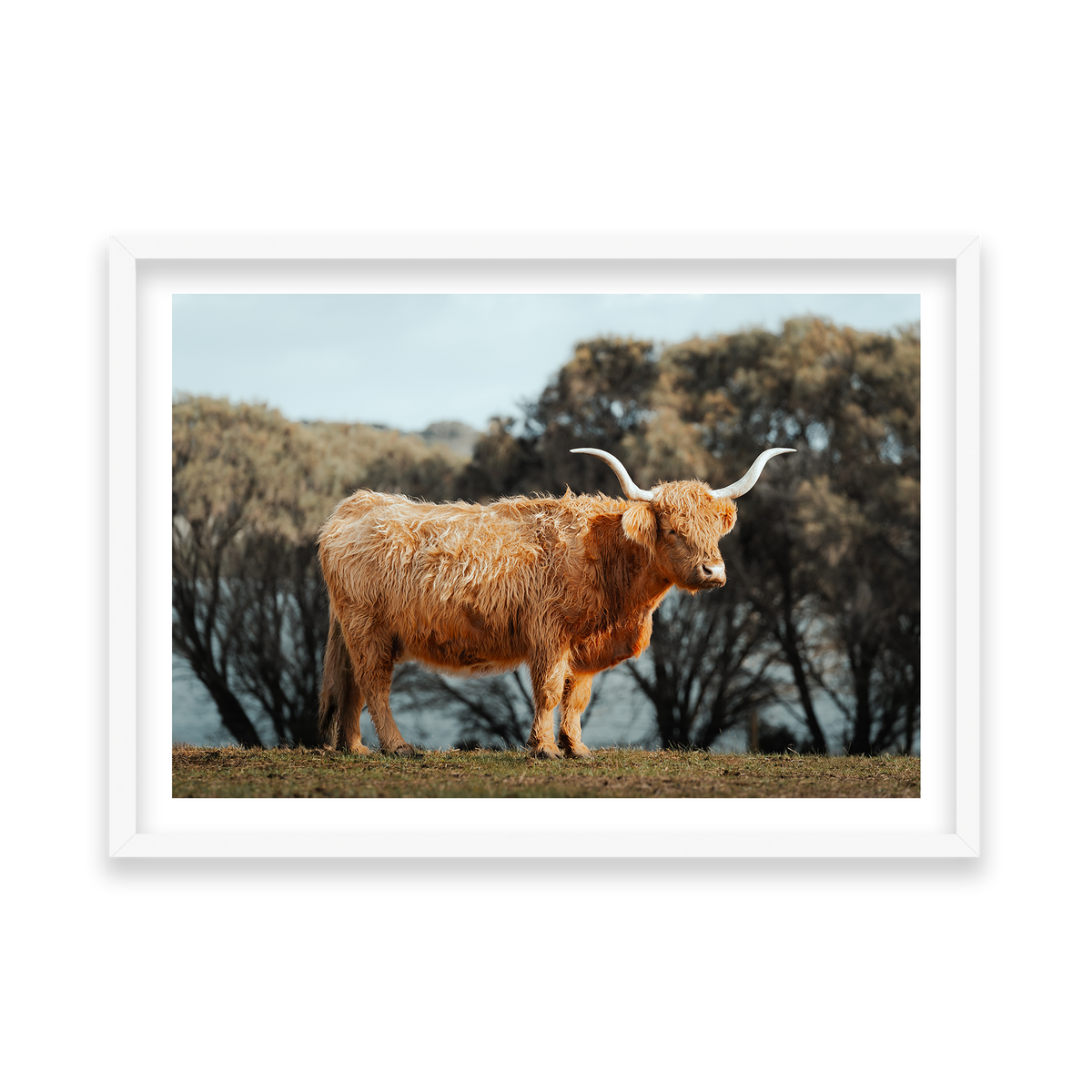 The Lone Highland Cow - Phillip Island — Feature, Matte White, Classic Frame
